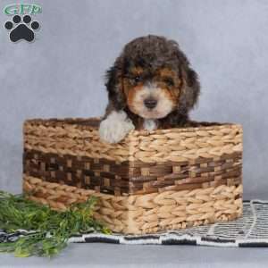 Buddy, Miniature Poodle Puppy